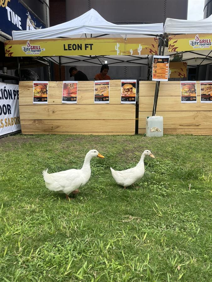 Stand LEON FT con menú y toldo de marca en un festival, con dos patos en el pasto